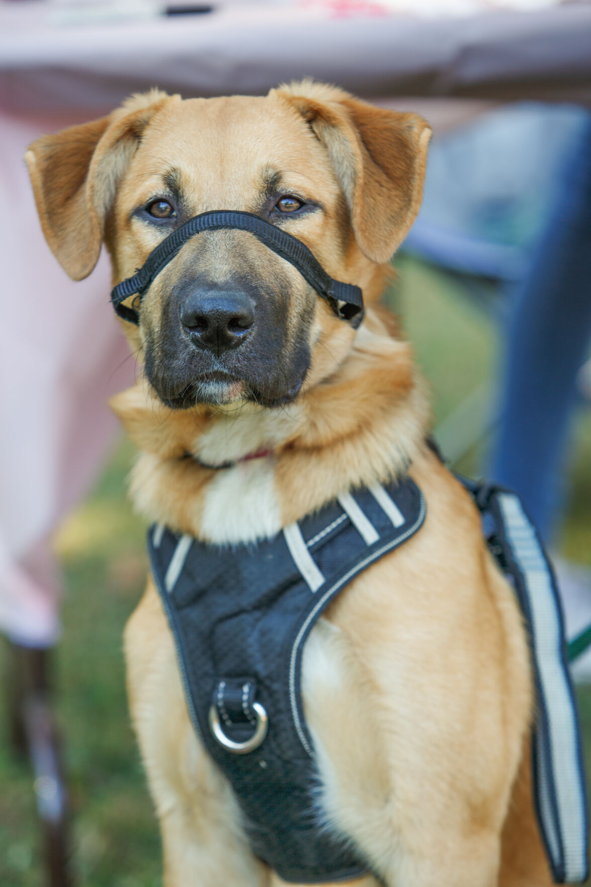 WSM Dogmore31 102322.jpg